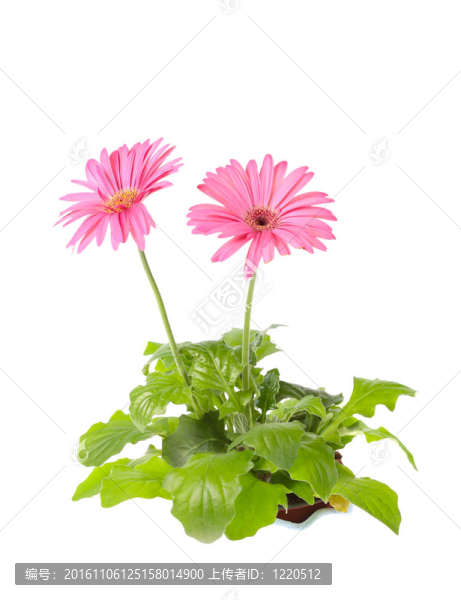 美麗的裝飾房間的花菊花