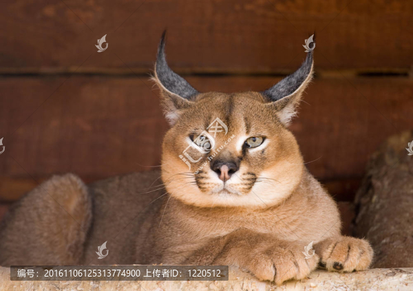 猞猁