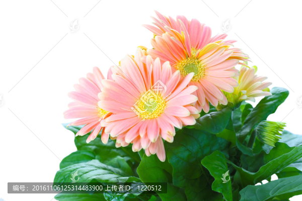 美麗的裝飾房間的花菊花
