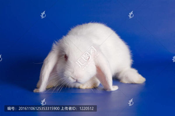 小兔子