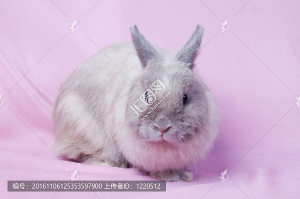 小兔子