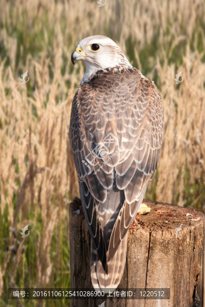 獵隼（Falco,cherrug）