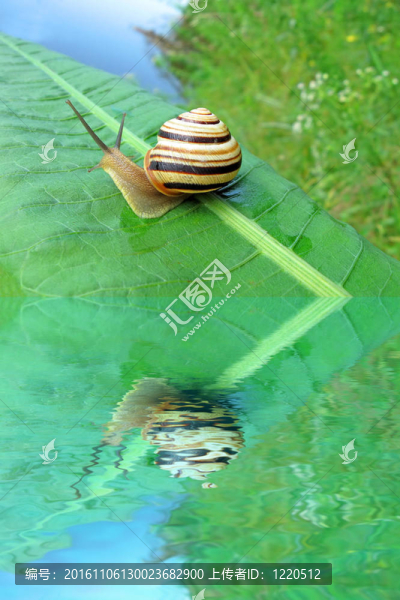 蝸牛（腹足綱軟體動(dòng)物）在綠色的葉片；自然的細(xì)節(jié)