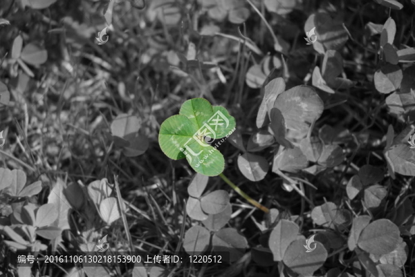 越來越多的房4葉三葉草草甸