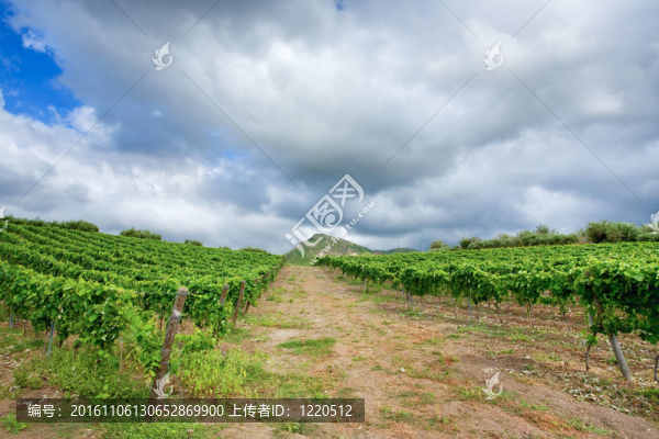 在西西里島埃特納火山的酒區(qū)的葡萄園；