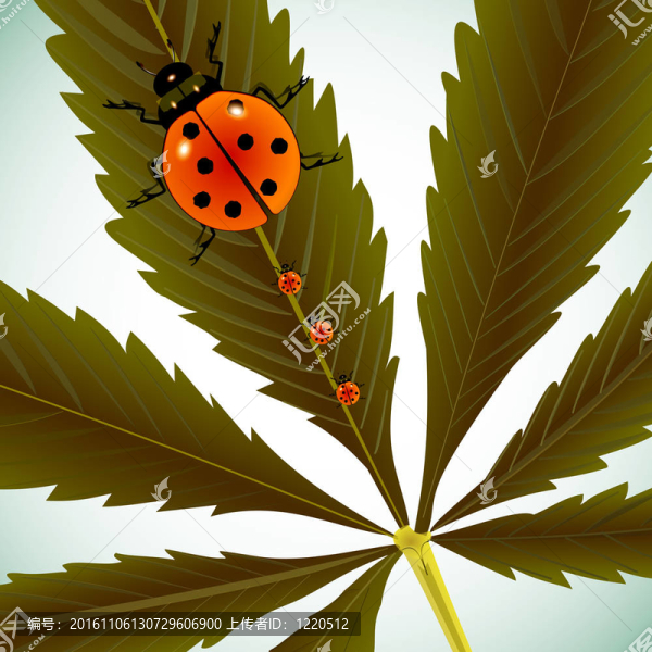大麻葉瓢蟲