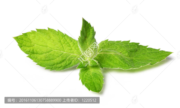 關(guān)閉新鮮薄荷葉