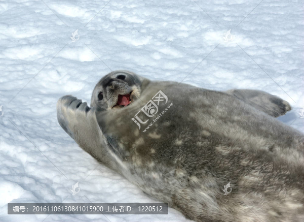 灰海豹威德爾