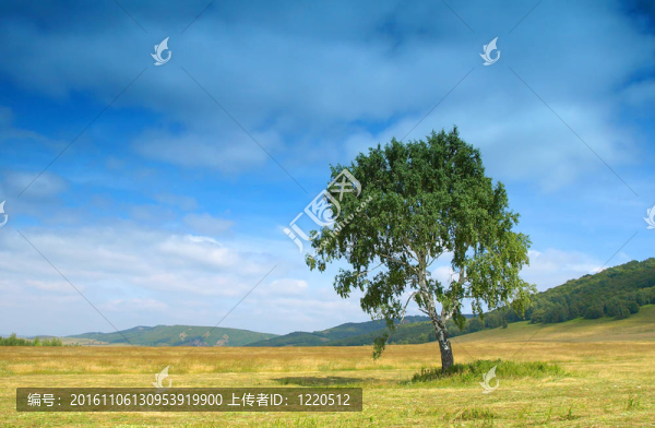 夏季景觀與白