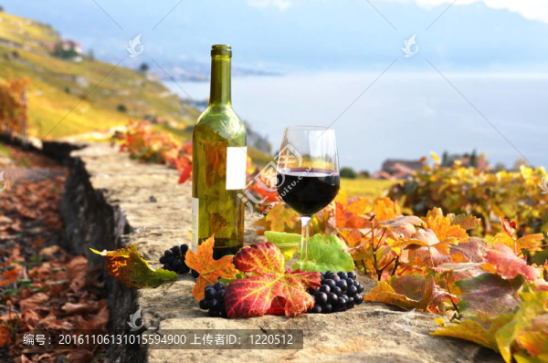 紅葡萄酒在Lavaux地區(qū)的梯田葡萄園玻璃；瑞士
