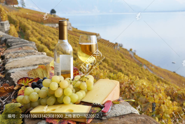 Wineglass對(duì)Lavaux地區(qū)的梯田葡萄園一瓶；瑞士