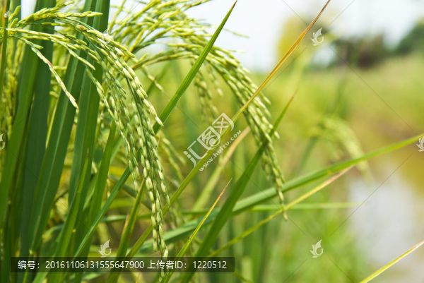 水稻植株