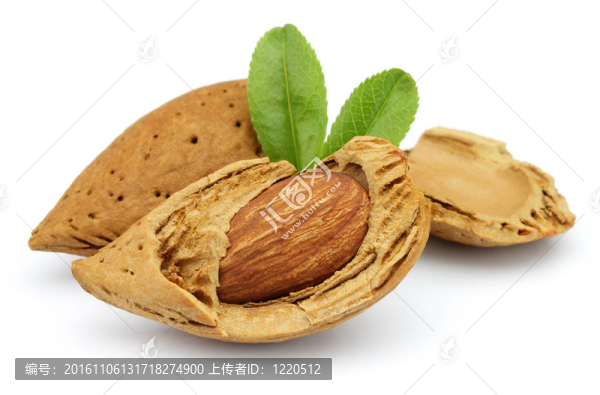 杏仁與葉