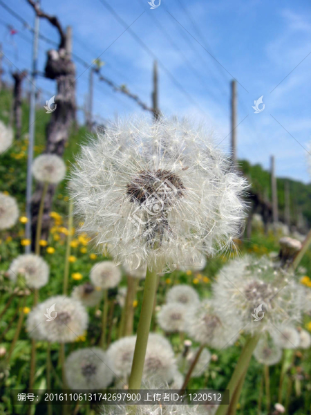 精致的蒲公英在蔚藍的天空