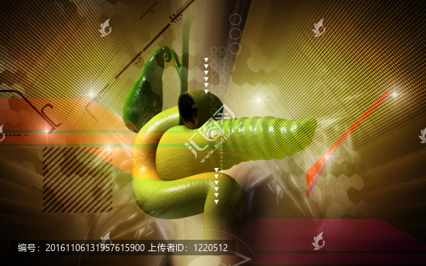 胰腺