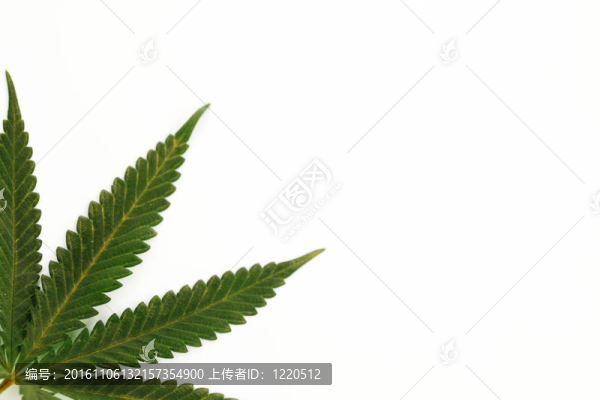大麻