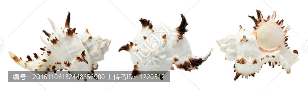 美麗的貝殼