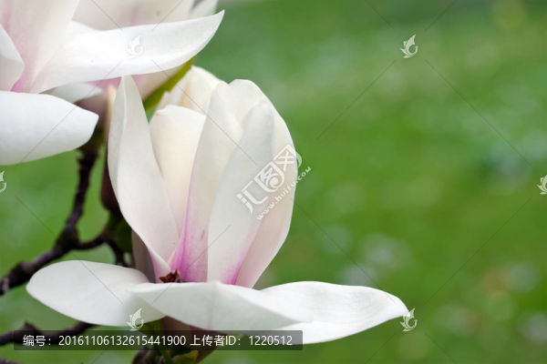 玉蘭樹開花