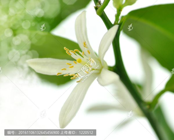 檸檬樹花