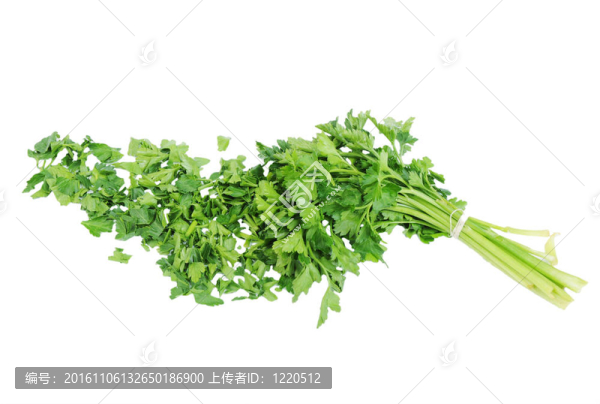 白色背景上切碎的歐芹