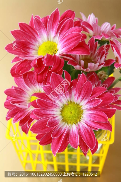粉紅色的菊花