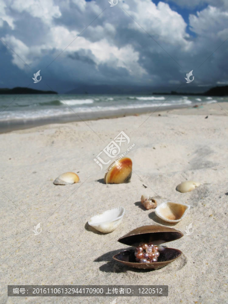 在Langkawi的海灘上的貝殼；馬來西亞