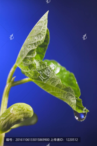 扁豆