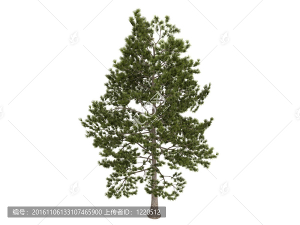 火炬松和火炬松Pinus