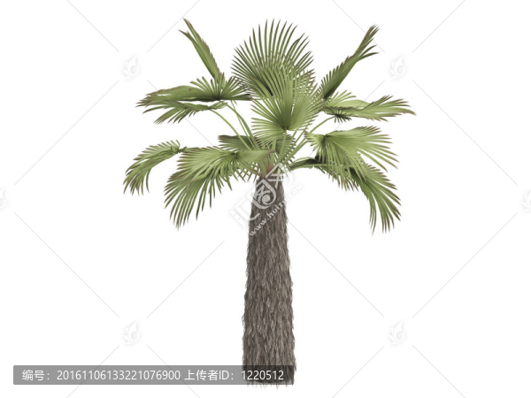 庫掌或Trachycarpus,takil