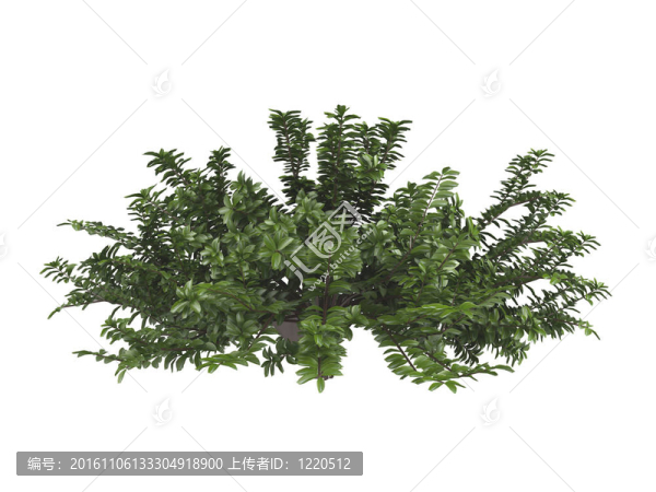 女貞忍冬或Lonicera,pileata
