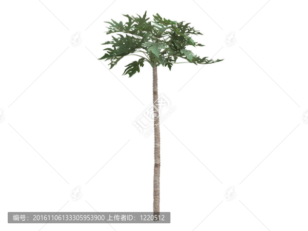 番木瓜
