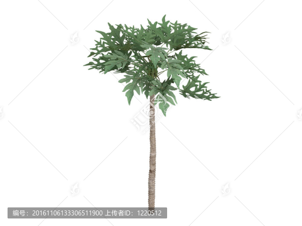 番木瓜