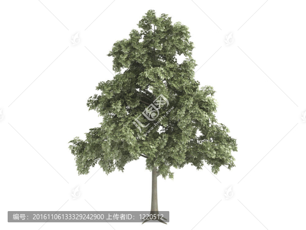 櫟和栓皮櫟佩特拉行省