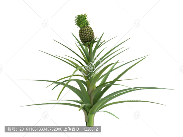 菠蘿或菠蘿
