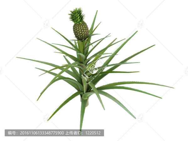 菠蘿或菠蘿