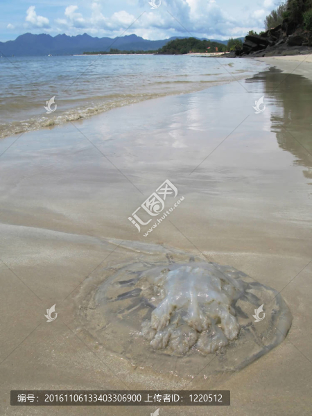 在Langkawi島的沙灘上的水母；馬來西亞