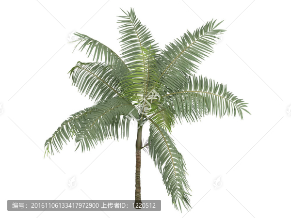 公主掌或dictyosperma專輯