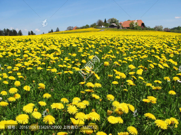 在瑞士的Emmental地區(qū)景區(qū)草甸