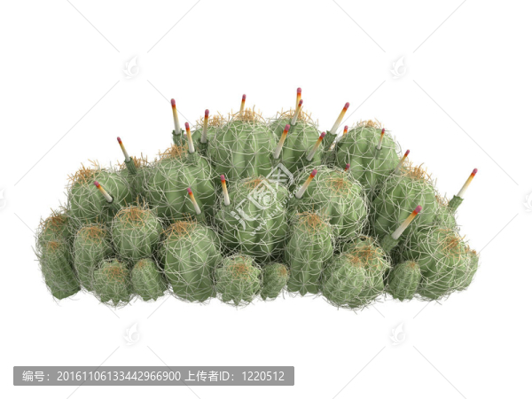 草莓仙人掌或武triglochidiatus