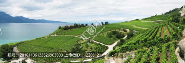 著名的葡萄園在Lavaux地區(qū)打擊日內(nèi)瓦湖。瑞士