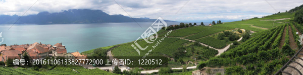 著名的葡萄園在Lavaux地區(qū)打擊日內(nèi)瓦湖。瑞士