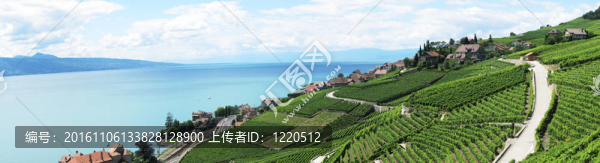 著名的葡萄園在Lavaux地區(qū)打擊日內(nèi)瓦湖。瑞士