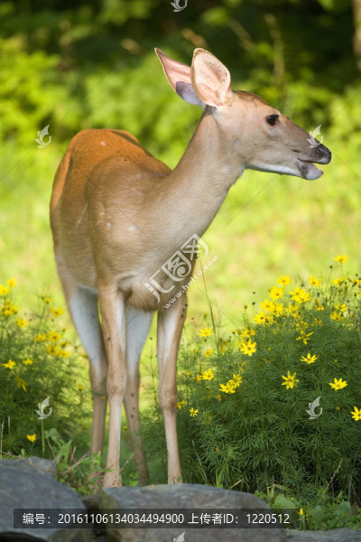 在美國(guó)能源部