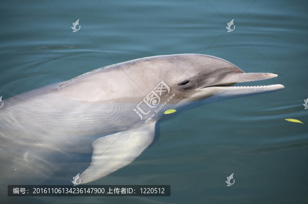 寬吻海豚在水