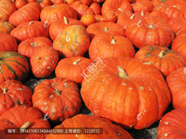 各種pimpkins