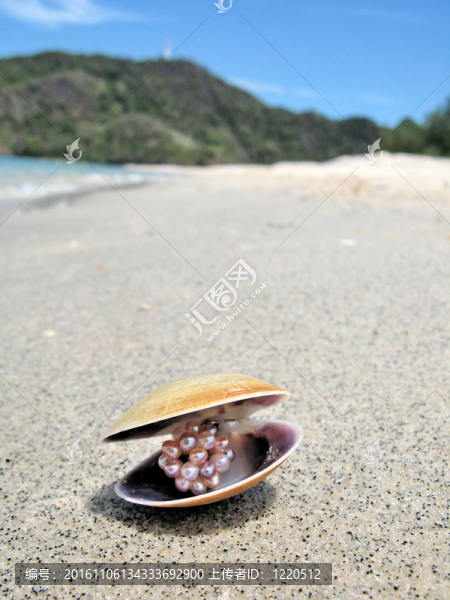 Langkawi灘上的貝殼；馬來(lái)西亞