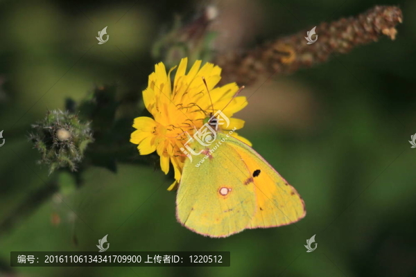 粉蝶黃魚；樂素斯
