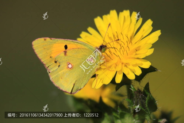 粉蝶黃魚；樂素斯