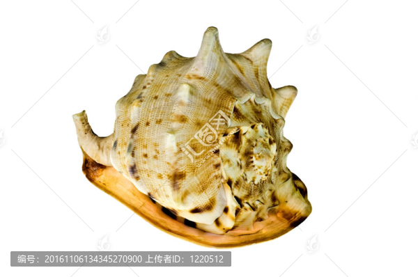 海貝殼