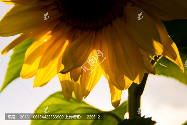 背光的向日葵